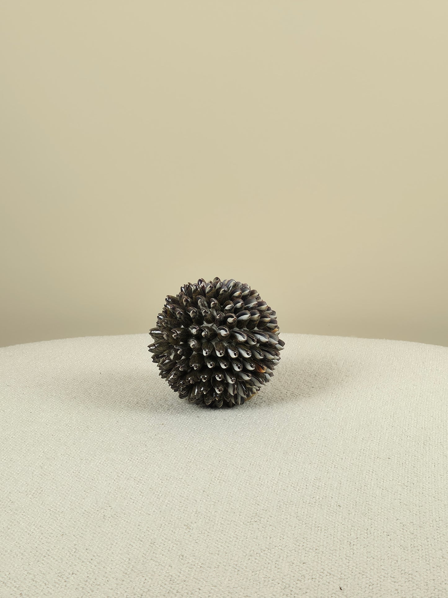 Decorative Shell Ball - Mocca