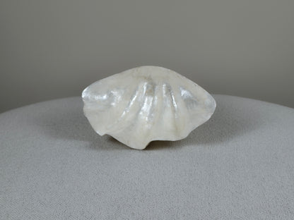 Decoratieve Schelpen Schaal - Jace