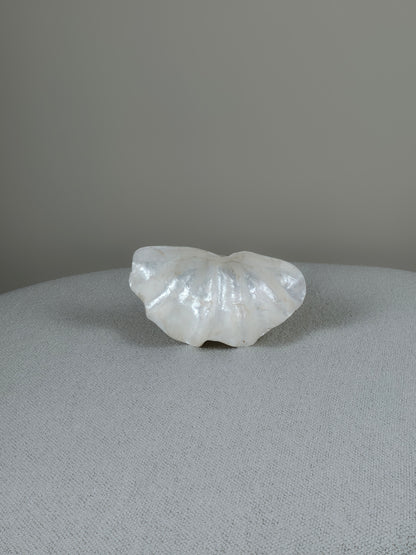 Decoratieve Schelpen Schaal - Jace