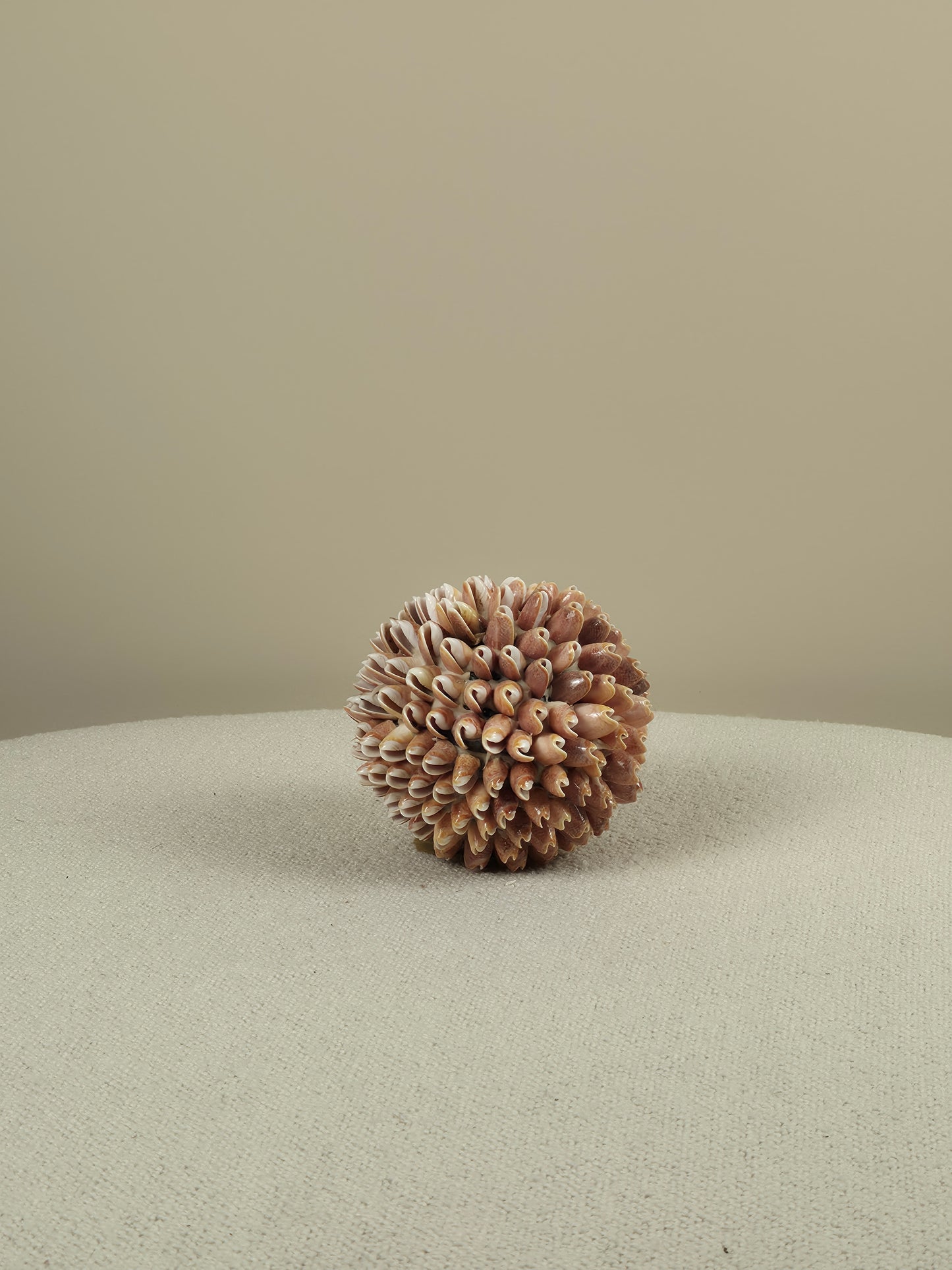 Decoratieve Schelpen Bal - Lynn