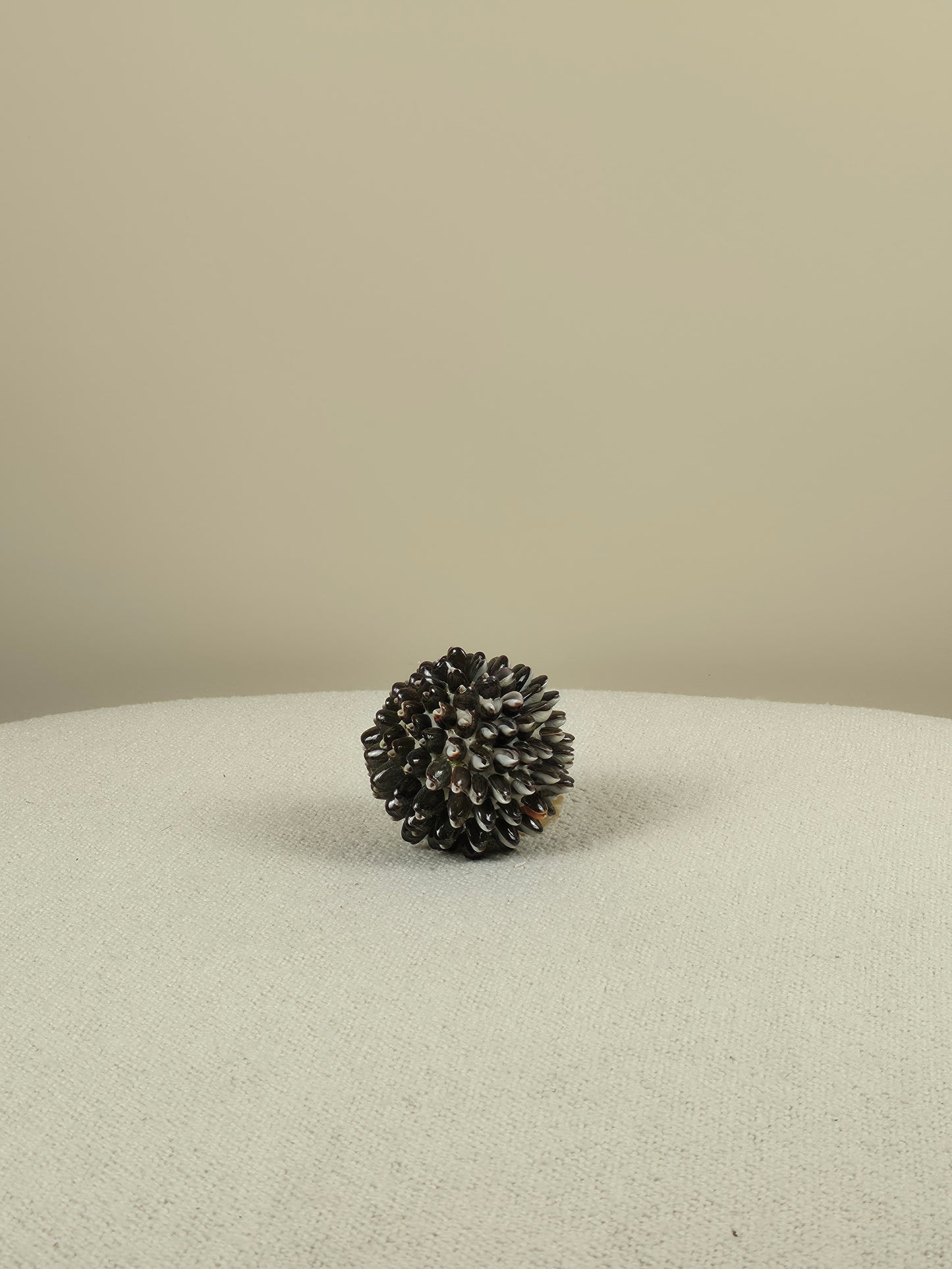 Decorative Shell Ball - Mocca